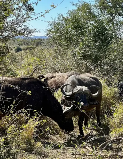 African buffalo with large horns standing in savanna vegetation and trees.