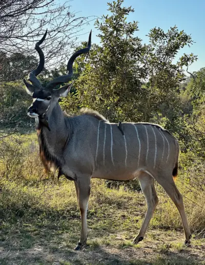 Kudu antelope standing in African savanna with trees and grass under clear sky.