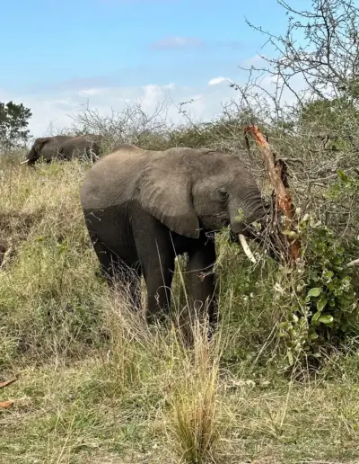 Elephant browsing vegetation in African savanna landscape with scattered trees and grass.