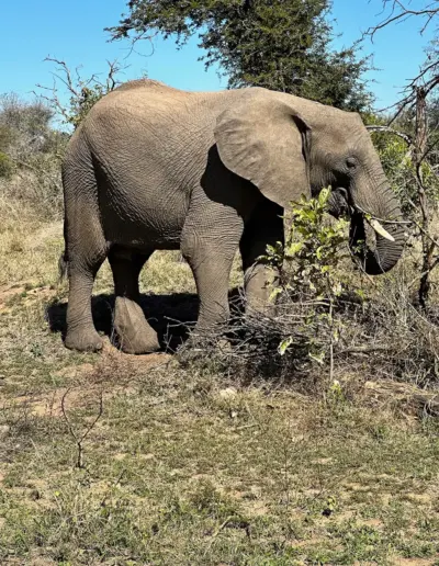 African elephant feeding on tree branches in natural savanna habitat during daytime.